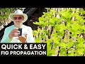 The Easiest Way to Duplicate Your Fig Trees!