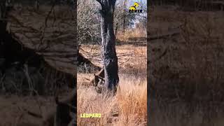 clever jaguar jump down #jaguar #leopard