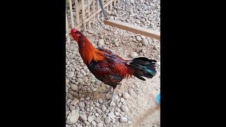 MANFAAT MELATIH AYAM BANGKOK DENGAN CARA MENGAYUN.