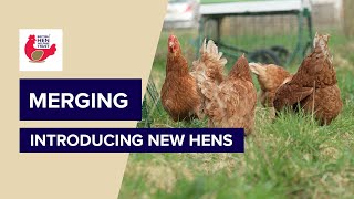 British Hen Welfare Trust | Hen Health | Merging