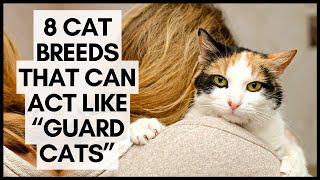 8 Cat Breeds that Can Act like “Guard Cats”