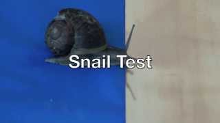 Copper Strip Mollusk Test