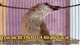 Trucuk BETINA memanggil Jantan Suara PIKAT AMPUH, pancingan trucukan gacor agar BUNYI EMOSI