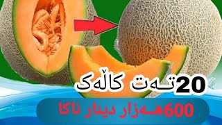 کاڵەک کیلۆی بەچەندە؟