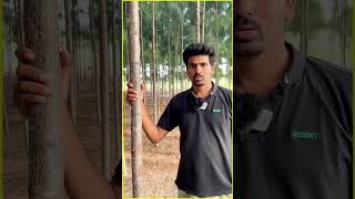 🌲🌲Savukku Maram Valarpu in tamil | சவுக்கு மரம்