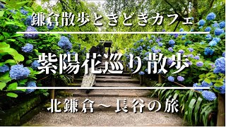 鎌倉　紫陽花巡り2021