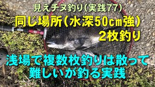 見えチヌ釣り（実践７７）水深50cm強の同じ浅場で２枚釣りは散って難しいが釣り方を紹介【前打ち／ヘチ釣り／落とし込み／河川／クロダイ／カニ／釣り方／サイトフィッシング】