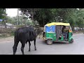 generous rickshaw driver shares his lunch with stray cows in india