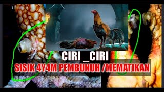 ciri_ciri sisik ayam paling mematikan