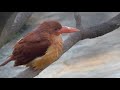 ryukyu ruddy kingfisher in okinawa zoo