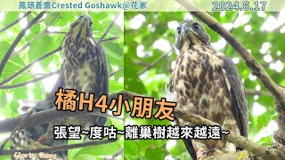 20240617 橘H4小朋友張望~度咕~離巢樹越來越遠【花家│鳳頭蒼鷹Crested Goshawk】