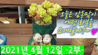 21년4월12일 -2부- (감동다육화분 주문전화 : 010-8908-2503)  다양한 예쁜화분들의 매력을 느껴보세요~^^ #감동다육화#다육화분#수제화분