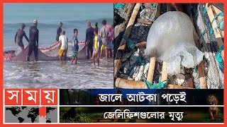 ফের জেলেদের জালে শত শত জেলিফিশ ! | Jellyfish | Cox's Bazar News | Somoy TV