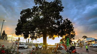 METRONET New Bayswater Station - Kurrajong Tree Relocation