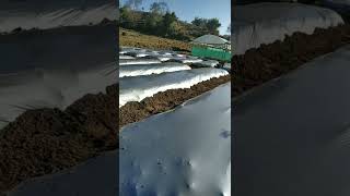 Nepali farmer laying mulching plastic#shorts #mulchingsolutions