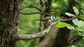 Sýkora modřinka (Cyanistes caeruleus)