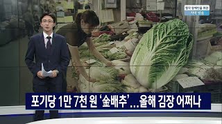 포기당 1만 7천 원 '金배추'...올해 김장 어쩌나