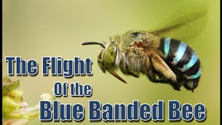 The Flight of the Blue Banded Bee