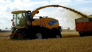 Loonbedrijf van Birgelen Tarwe GPS (Gehele Plant Silage) hakselen voor voederwinning Trekkerweb