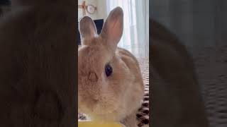 Rabbit with a completely different atmosphere in profile eating pellets and in frontal view. #Shorts