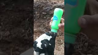 #भैंस #dairyfarm #buffalo #petsvlog #vlog #dairy #vlog #minivlog #animals