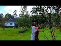 Picking Hibiscus flowers for medicine