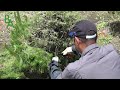 bonsai in the field pruning of black pine to be potted next year