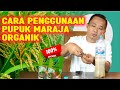 CARA PENGGUNAAN PUPUK ORGANIK PADAT MARAJA