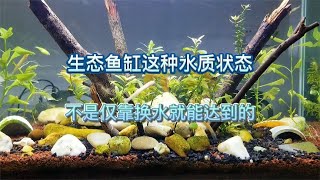 生态鱼缸无过滤不打氧还不用换水，水质达到这个效果全靠生态平衡