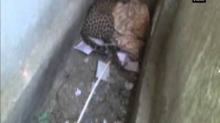 Forest officials rescue leopard from village in Gujarat