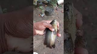 Biggest  anabas Fish  Kerala #anabas #fishing #fish #Kerala#kollam #vlog  #manikoodaram