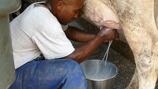 How to milk a dairy cow by hand Part 2.