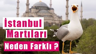 🕊🌊 İstanbul Martıları: Diğer Martılardan Neden Ayrılır?🚢  Şehre Özel Yetenekler ve İlginç Farklar! 🍞