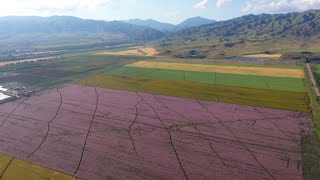 Clary sage flowers in full blossom in NW China's Xinjiang