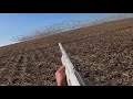 Solo Spring Snow Goose Jump (20 birds)