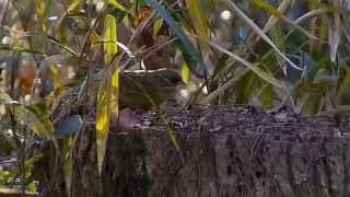 ムビる04591 アオジ aoji - Black-faced bunting