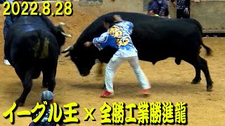 イーグル王ｘ全勝工業勝進龍  2022.8.28　【沖縄闘牛】