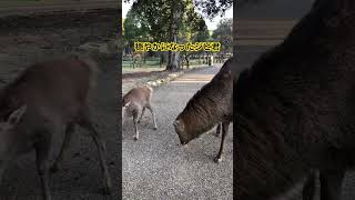 穏やかになった、オス鹿のジビエール君🤗　#shorts   #奈良の鹿  #奈良公園　#deer   #narapark