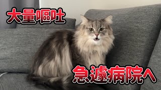 猫突然の大量嘔吐、急いで病院へ連れて行きました。ノルウェージャンフォレストキャット