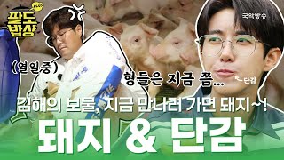 [팔도밥상PLUS - 김해편] 김해의 보물, 지금 만나러 가면 🐷돼지🐷