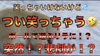 【円山動物園シロクマ】 笑っちゃいけないけど💦つい笑っちゃう🤣ボールで遊ぶリラに！？突然！？悲劇が！？