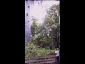 Hymn for Tane Mahuta