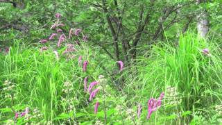 ポール・スミザー　Sanguisorba hakusanensis　カライトソウ