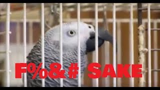 BIRD SWEARING COMPILATION | TRY NOT TO LAUGH