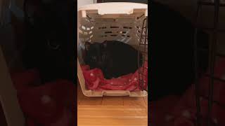 念願のマイホームにご満悦な黒猫(A black cat happy with his long awaited home)