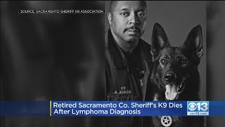 Beloved Retired Sacramento County K9 Eko Dies After Stage 4 Lymphoma Diagnosis