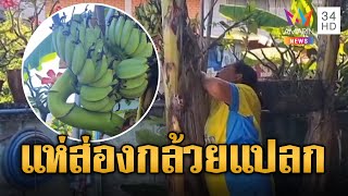 แห่ส่องกล้วยแปลก ออกปลีแทงเครือกลางลำต้น นับได้ 6 หวี | ข่าวอรุณอมรินทร์ | 5/12/67