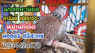 เปิดแบ่งนกต่อ 6ตัว คารมดี ทีเด็ดพ่ออุดร ศรีสะเกษ สนใจติดต่อ 0934424670 👍