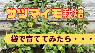 【サツマイモ栽培】サツマイモを袋で育ててみた結果・・・/As a result of growing sweet potatoes in a bag...