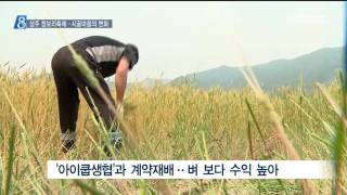 [안동MBC뉴스]R]상주 청보리축제.. 시골마을의 변화